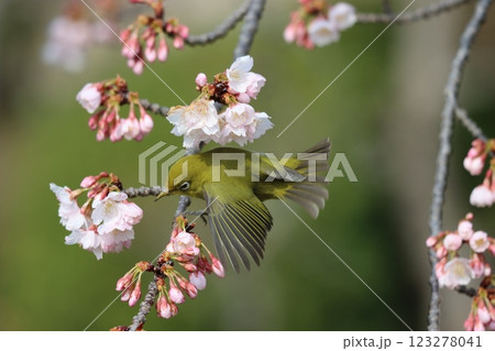 花から花へ飛び移りながら吸蜜 123278041