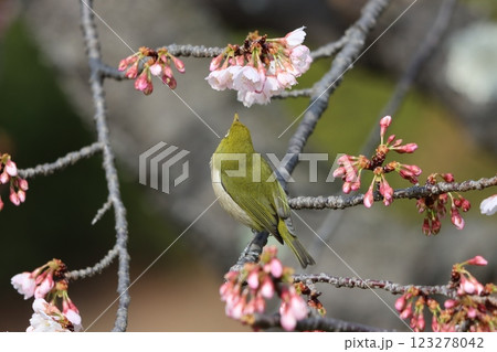 背伸びをするように花蜜を吸いに行く目白 123278042