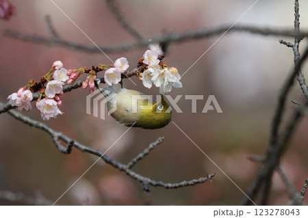 逆様の状態で花蜜を吸い続けるメジロさん 123278043