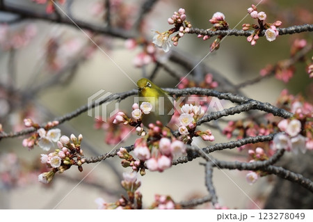 早春の風物詩と言えるメジロと桜 123278049