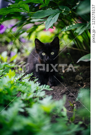 Portrait of a small black cat in green foliage in close-up. Looking into the camera Portrait of a small black cat in green foliage in close-up. Looking into the camera 123278137