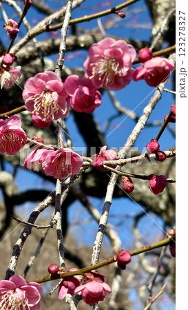 青空に映える紅梅 青空に映える紅梅 123278327