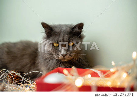 A gray fluffy cat looks thoughtfully into a red gift box with a garland. The concept of New Year and Christmas. Copy space 123278371