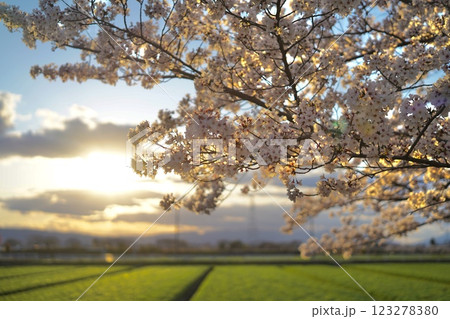 散歩中公園で夕日に照らされた綺麗な桜 123278380