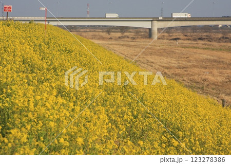 菜の花と新上武大橋(2022.3.11) 群馬県太田市での のどかな春の一日 物流の要も穏やかに 菜の花と新上武大橋(2022.3.11) 群馬県太田市での のどかな春の一日 物流の要も穏やかに 123278386