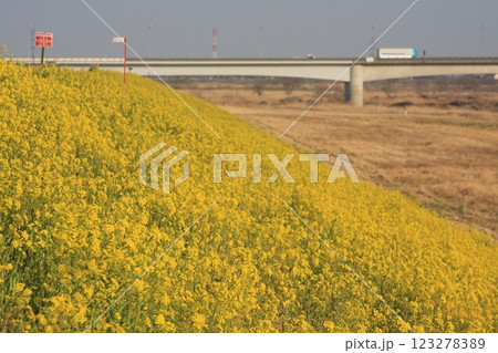 黄色い菜の花と新上武大橋(2022.3.11) のどかな春の一日に群馬県太田市で感じる春模様 黄色い菜の花と新上武大橋(2022.3.11) のどかな春の一日に群馬県太田市で感じる春模様 123278389