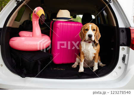 Cute beagle dog wearing sunglasses is sitting in the trunk of a car. 123278540