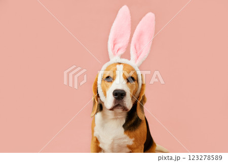 A beagle with large pink bunny ears on a soft pink background 123278589