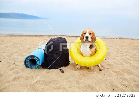 A beagle dog wearing sunglasses and a floating ring sits on a sandy beach. 123278625