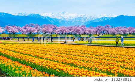 あさひ舟川・春の四重奏 あさひ舟川・春の四重奏 123278818