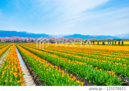 あさひ舟川・春の四重奏 123278821