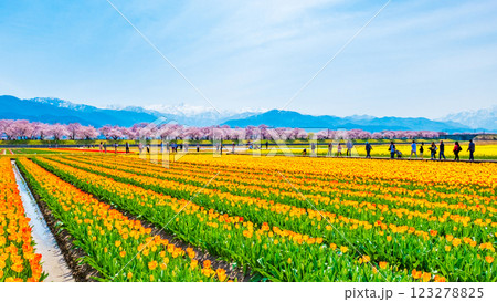 あさひ舟川・春の四重奏 123278825