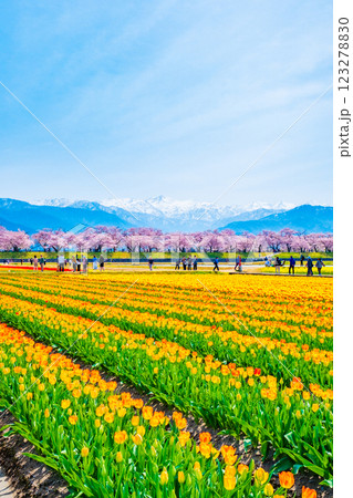 あさひ舟川・春の四重奏 123278830