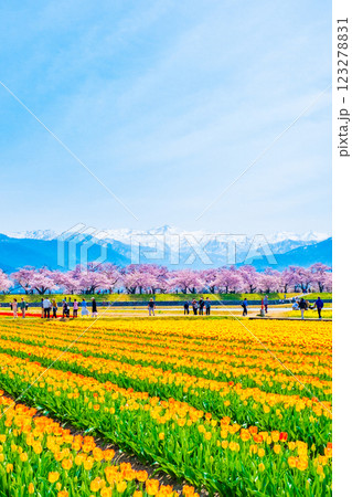 あさひ舟川・春の四重奏 あさひ舟川・春の四重奏 123278831