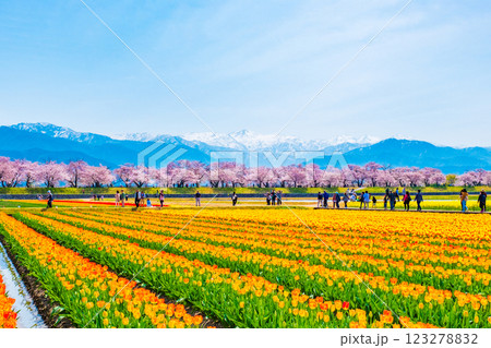 あさひ舟川・春の四重奏 123278832