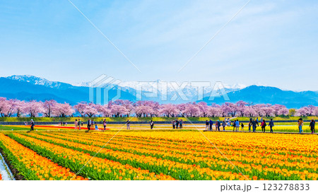 あさひ舟川・春の四重奏 123278833