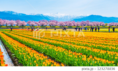 あさひ舟川・春の四重奏 あさひ舟川・春の四重奏 123278836