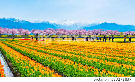 あさひ舟川・春の四重奏 123278837