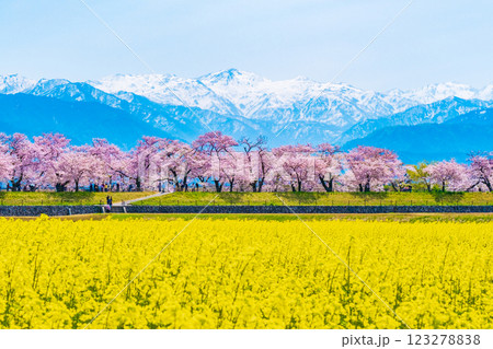 あさひ舟川・春 123278838
