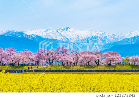 あさひ舟川・春 あさひ舟川・春 123278842