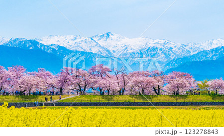 あさひ舟川・春 123278843