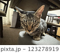 ねこの一日のワンシーン 123278919