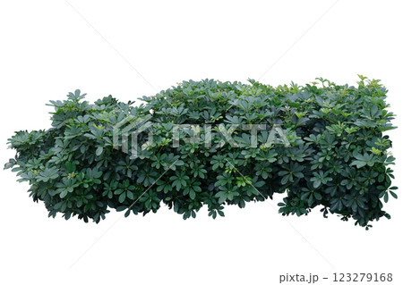 Green plant bush, Dwarf umbrella plant. Green plant bush, Dwarf umbrella plant. 123279168