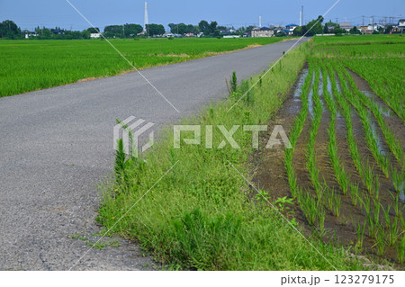 初夏の田圃道 川越市 初夏の田圃道 川越市 123279175