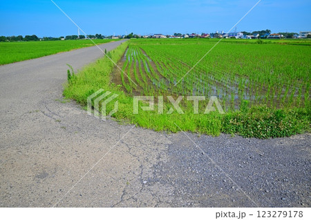 初夏の田圃道 川越市 初夏の田圃道 川越市 123279178