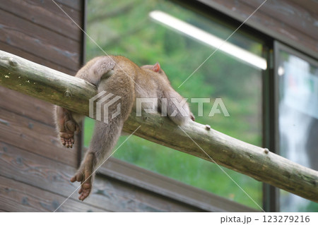 手すりの上でくつろぐ猿（神庭の滝：岡山県真庭市） 123279216