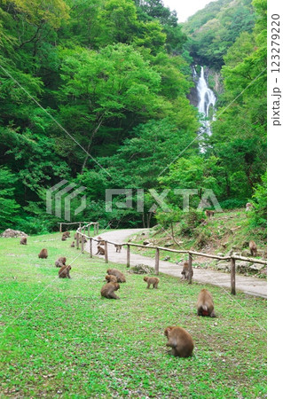 神庭の滝と猿の群れ(神庭の滝:岡山県真庭市) 神庭の滝と猿の群れ(神庭の滝:岡山県真庭市) 123279220