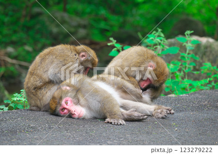 毛づくろいをする猿(岡山県真庭市) 毛づくろいをする猿(岡山県真庭市) 123279222