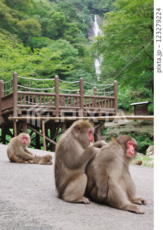 毛づくろいをする猿と神庭の滝（岡山県真庭市） 123279224