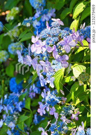 本土寺　美しいあじさい（千葉県松戸市） 123279469