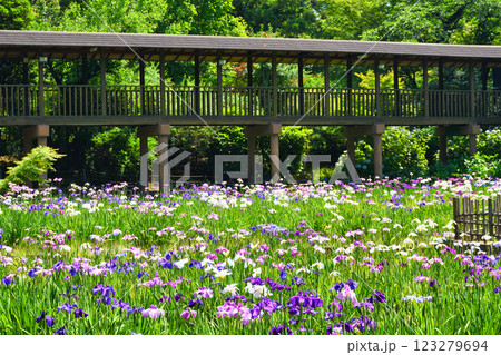 本土寺　美しい花菖蒲（千葉県松戸市） 123279694