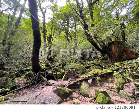 屋久島の豊かな森を歩く｜世界遺産の自然【縄文杉・白谷雲水峡トレッキング】 123280091