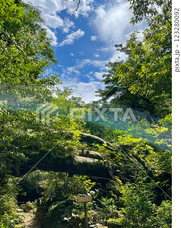 屋久島の豊かな森を歩く｜世界遺産の自然【縄文杉・白谷雲水峡トレッキング】 123280092