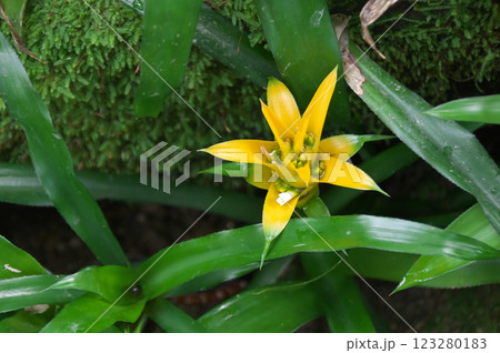 ニドゥラリウム・ビルベルギオイデス’キトリヌム’ ニドゥラリウム・ビルベルギオイデス’キトリヌム’ 123280183