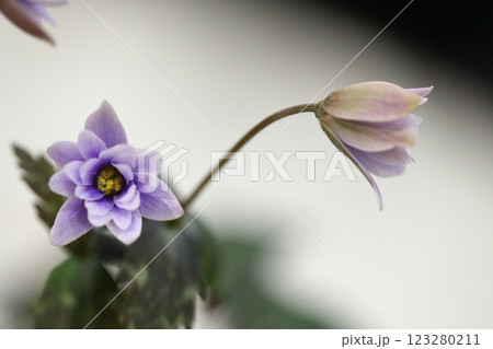 ユキワリイチゲの花 ユキワリイチゲの花 123280211