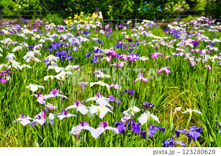 本土寺 美しい花菖蒲(千葉県松戸市) 本土寺 美しい花菖蒲(千葉県松戸市) 123280620