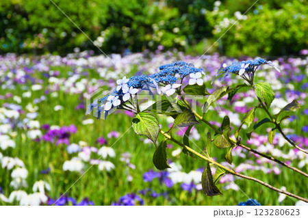 本土寺　美しいあじさいと花菖蒲（千葉県松戸市） 123280623