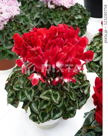 鉢植えのシクラメン 123280758