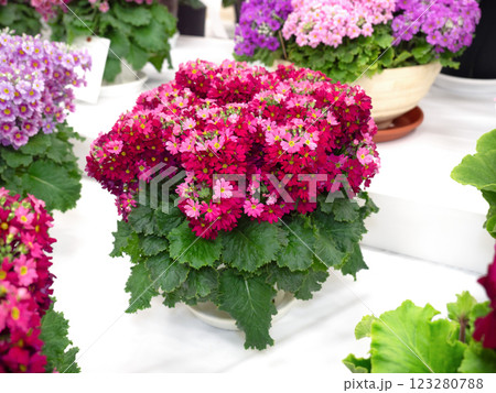 鉢植えのプリムラマラコイデス 123280788