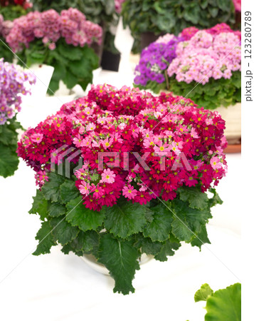 鉢植えのプリムラマラコイデス 123280789