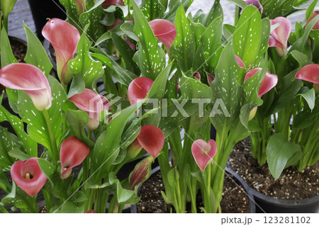 Spring flowers beautiful pot decorate in blossom show 123281102