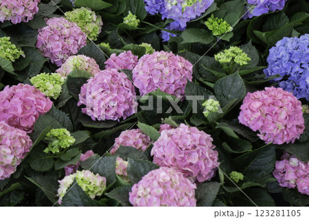 Spring flowers beautiful pot decorate in blossom show Spring flowers beautiful pot decorate in blossom show 123281105