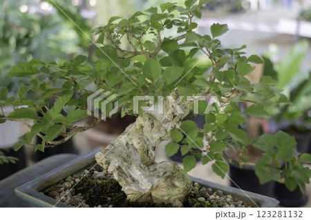 Spring flowers beautiful pot decorate in blossom show 123281132