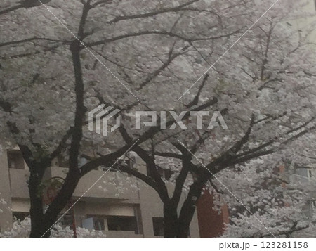 東京の風景　桜のある風景 123281158