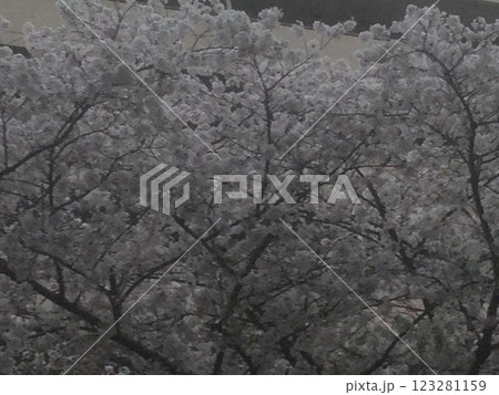 東京の風景　桜の花が咲き乱れる 123281159