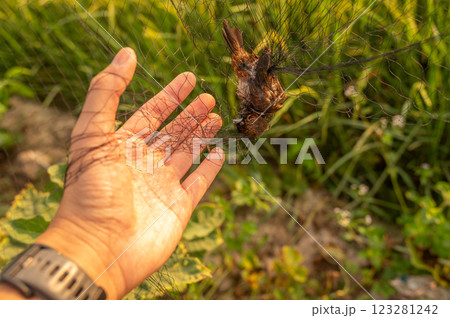 Someone hand trying to removing dead bird from tangled bird trap. A bird flies into the net and falls to a fold at the bottom of the net where it usually gets entangled. Someone hand trying to removing dead bird from tangled bird trap. A bird flies into the net and falls to a fold at the bottom of the net where it usually gets entangled. 123281242